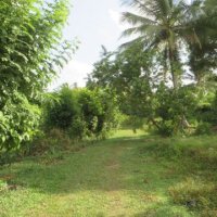 LAKE FRONT ESTATE LAND WITH A HOUSE FOR SALE IN GAMPAHA