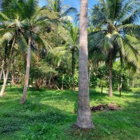 Land  with Coconut Trees for SALE in Thalatuwa, Kurunegala